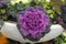 Brassica oleracea or acephala in a city decorative vase. Flowering decorative purple pink cabbage plant. Ornamental kale