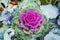 Brassica oleracea or acephala. Flowering decorative purple-pink cabbage plant. Ornamental kale. Natural vivid background