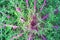 Brassica oleracea acephala Red Peacock Linnaeus.  Flowering Cabbage, Ornamental Kale Collard, Peacock Red Flowering