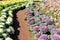 Brassica oleracea or pink purple cabbage growing decorative in flower garden background