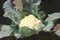 Brassica oleracea var. botrytis, PUSA Snowball cauliflower
