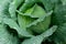 Brassica oleracea var. capitata L. ,Green saboy cabbage plant
