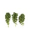 Brassica oleracea var - Three curly kale leaves on white background