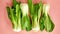 Brassica rapa Bok choy is a type of Chinese cabbage have green leaf blades with lighter bulbous bottoms instead