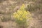 Brassicaceae- Possibly Tufted Wallflower Erysimum Helveticum Colorado Wildflowers