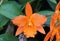 Brassolaelio Cattleya 'Fuchs Orange Nugget Lea' orchid flower