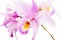 Brassolaeliocattleya orchid