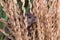 Brattleboro rat, mouse in the rice plant