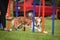 Braun Border collie is running agility.