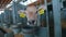 Braunschwitz cow calf. Beautiful clean calf on the farm. Cute little calves on a dairy farm. Raising calves.