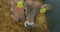 Braunschwitz cow calf. Beautiful clean calf on the farm. Cute little calves on a dairy farm. Raising calves.