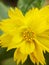 A brautiful yellow flower