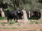 Brave bull, black with huge horns, scratching his face and horns against a tree, in the middle of the field. Concept livestock,