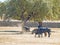 Brave bulls on the pasture in Spain at summertime