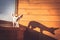 Brave cute pet puppy fox stared with big shadow on wooden wall during sunset