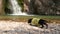 Brave dachshund dog enjoys view of waterfall and lake