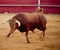 Brave and dangerous brown bull in the bullring