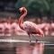 A brave flamingo superhero with incredible balance, striking with precision and grace1