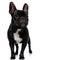 Brave French Bulldog puppy looking forward and standing