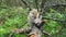 A brave little Chipmunk sits on a tree branch and takes a treat - a seed from the hands of a Park visitor. Wildlife. Communication