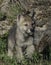 Brave New World for Juvenile Wolf