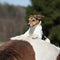 Brave Parson Russell terrier lying on horse back