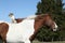 Brave Parson Russell terrier sitting on horse back