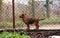 Brave puppy security guard near metal fence. Small dog is on guard on backyard.