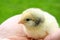 Brave small chicken sitting on man hand and looking around. One day chick