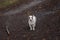 Brave white and stocky mixed breed dog ready to defend its fatherland