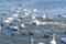 A brawl and chase among swans. A huge flock of mute swans gather on lake.