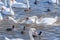 A brawl and chase among swans. A huge flock of mute swans gather on lake.