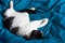 Brazen cat sleeps on bed in turquoise sheets. Black and white cat. Cat`s life. Cat lives in the house.