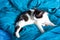 Brazen cat sleeps on bed in turquoise sheets. Black and white cat. Cat`s life. Cat lives in the house.