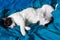 Brazen cat sleeps on bed in turquoise sheets. Black and white happy cat. Cat`s life. Cat lives in the house.