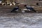 Brazen crows are stealing dry food prepared in a park for homeless street cats. Early spring in April. Snow and ice in the