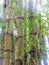 Brazil bamboo zone
