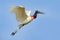 Brazil bird fly. Jabiru, Jabiru mycteria, flying white bird with blue sky, Pantanal, Brazil. Big black and white bird on the sky.