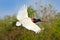 Brazil bird in fly. Jabiru stork flight. Jabiru, Jabiru mycteria, black and white bird in the green water with flowers, open wings