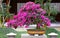 Brazil bougainvillea bonsai plant