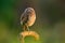 Brazil little owl. Burrowing Owl, Athene cunicularia, night bird with beautiful evening sun light, animal in the nature habitat, M