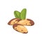 Brazil nut vector icon nuts in cartoon style. Vegan food collection.