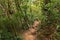 Brazil rainforest trail