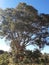 Brazil Savanna Tree