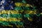 Brazil states - Goias smoky mystical flag on the old dirty wall background