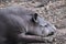 A Brazil tapir lying down and sleeping on the ground