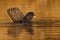 Brazil wildlife. Giant Otter, Pteronura brasiliensis, portrait in the river water level, Rio Negro, Pantanal, Brazil. Wildlife
