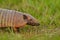 Brazil wildlife. Six-Banded Armadillo, Yellow Armadillo, Euphractus sexcinctus, Pantanal, Brazil. Wildlife scene from nature.