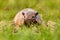 Brazil wildlife. Six-Banded Armadillo, Yellow Armadillo, Euphractus sexcinctus, Pantanal, Brazil. Wildlife scene from nature.