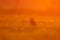 Brazil wildlife, sunset with owl. Burrowing Owl, Athene cunicularia, night bird with beautiful evening sun light, animal in the